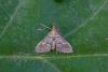 Metasia sp.